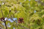 Foto acer_japonicum_vitifolium,_2016-04-28,dendro_zahr_pruhonice,_st.kasparova,_dsc_1540_1523121644.jpg