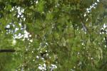 Foto acer_monspessulanum_d_1780601437.jpg