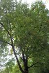 Foto acer_monspessulanum_h_1780601464.jpg