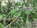 Foto acer_negundo_d_libosad_vetev_na_kult._1780601813.jpg