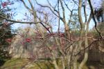 Foto acer_palmatum_corallinum_iii_d_1780603062.jpg
