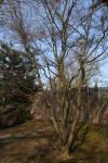 Foto acer_palmatum_corallinum_iii_h_1780603097.jpg