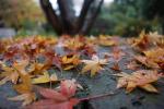 Foto acer_palmatum_d_1780603334.jpg