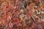Foto acer_palmatum_dissectum_d_1780602003.jpg