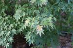 Foto acer_palmatum_i_d_1780603259.jpg
