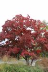 Foto acer_palmatum_ii_h_1780603302.jpg