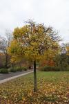 Foto acer_platanoides_globosum_h_1780603600.jpg