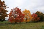 Foto acer_platanoides_h_1780604110.jpg