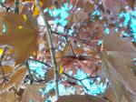 Foto acer_platanoides_´royal_red´_d_libosad_1780603466.jpg