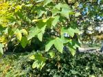 Foto acer_pseudoplatanus_d_kampus_1780604758.jpg