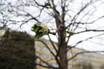 Foto acer_pseudoplatanus_ii_d_1780604827.jpg