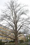 Foto acer_pseudoplatanus_ii_h_1780604866.jpg