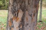 Foto acer_pseudoplatanus_purpurascens_d1_1780604500.jpg