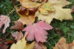 Foto acer_pseudoplatanus_purpurascens_d_(2)_1780604461.jpg