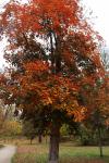 Foto acer_pseudoplatanus_purpurascens_h_1780604525.jpg
