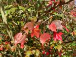 Foto acer_rubrum_d_1780605248.jpg