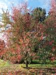 Foto acer_rubrum_h_1780605341.jpg