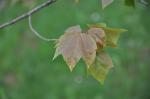 Foto acer_rubrum_var_drummondii,_2017-05-13,dendrolog_zahr_pruhonice,_st_kasparova,_dsc_1566_1526413053.jpg