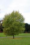 Foto acer_saccharinum_h_1780605813.jpg