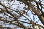 Foto acer_saccharinum_ii_d_1780605842.jpg