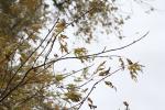 Foto acer_saccharinum_wieri_d1_1780605511.jpg