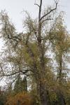 Foto acer_saccharinum_wieri_h_1780605562.jpg