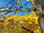 Foto acer_saccharum_d_1780605946.jpg