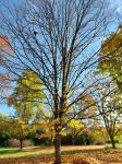 Foto acer_saccharum_h_1780605976.jpg