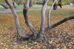 Foto acer_tataricum_d1_1780606414.jpg