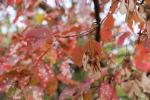 Foto acer_tataricum_d_1780606381.jpg
