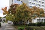 Foto acer_tataricum_ii_h_1780606348.jpg