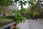 Foto acer_tataricum_iii_d1_1780606449.jpg