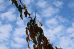 Foto actinidia_arguta_´ken´s_red´_d_1780640014.jpg