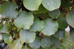 Foto actinidia_chinensis_d_1780640140.jpg