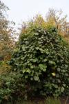 Foto actinidia_chinensis_h_1780640189.jpg