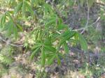 Foto aesculus_glabra_d2_pruhonice_1780640806.jpg