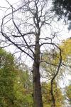Foto aesculus_hippocastanum_h_1780640938.jpg