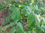 Foto aesculus_parviflora_d_libosad_1780641194.jpg