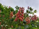 Foto aesculus_x_carnea_d_kampus_1780641669.jpg