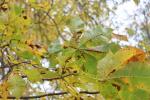 Foto aesculus_x_carnea_ii_d_1780641710.jpg