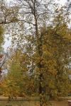 Foto aesculus_x_carnea_ii_h_1780641757.jpg