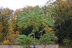 Foto ailanthus_altissima_h_1780642158.jpg