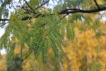 Foto albizia_julibrissin_d_1780642627.jpg