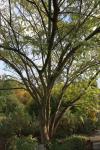Foto albizia_julibrissin_h_1780642649.jpg