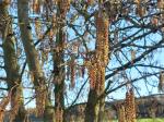 Foto alnus_glutinosa_d1_lomec_1780643375.jpg