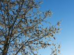Foto alnus_glutinosa_d2_lomec_1780643410.jpg