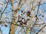 Foto alnus_glutinosa_d3_1780643468.jpg