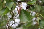 Foto alnus_glutinosa_d_1780643337.jpg