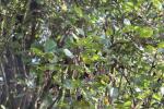 Foto alnus_glutinosa_pyramidalis_d_1780642809.jpg
