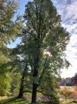 Foto alnus_glutinosa_pyramidalis_h_1780642879.jpg
